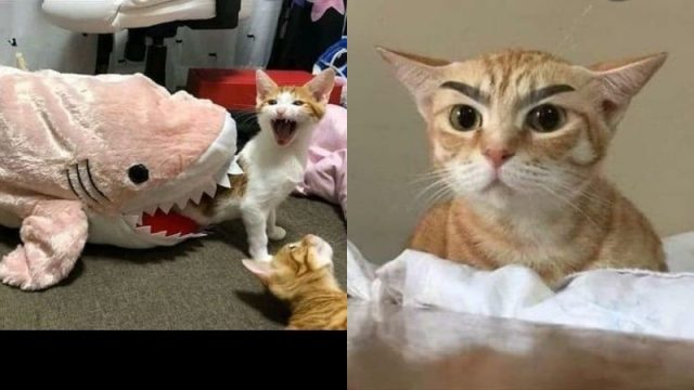 Kucing lucu meme foto 30+ Foto