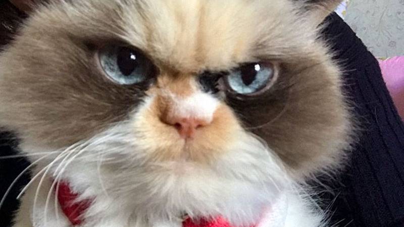 Gemes Banget, Kucing Ini Marah-marah Saat Melihat Bayangannya 